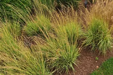 Molinia caerulea 'Variegata'