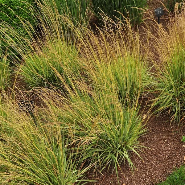Molinia caerulea 'Variegata'