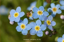 Myosotis palustris