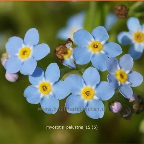 Myosotis palustris