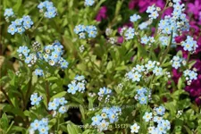 Myosotis palustris