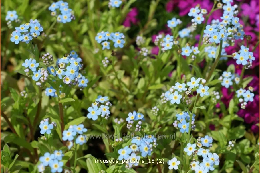 Myosotis palustris