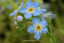 Myosotis palustris