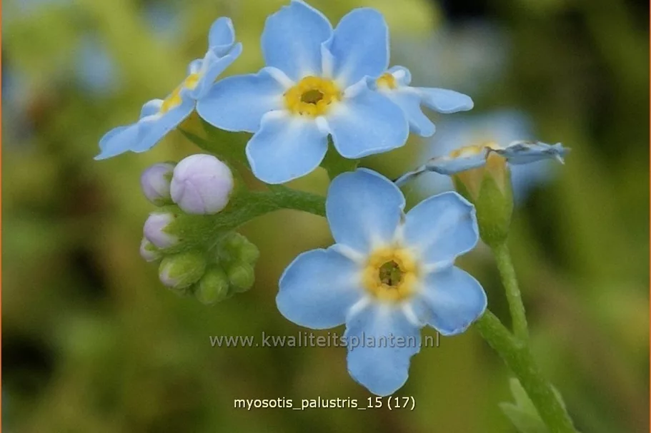 Myosotis palustris