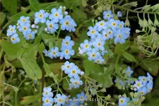 Myosotis palustris