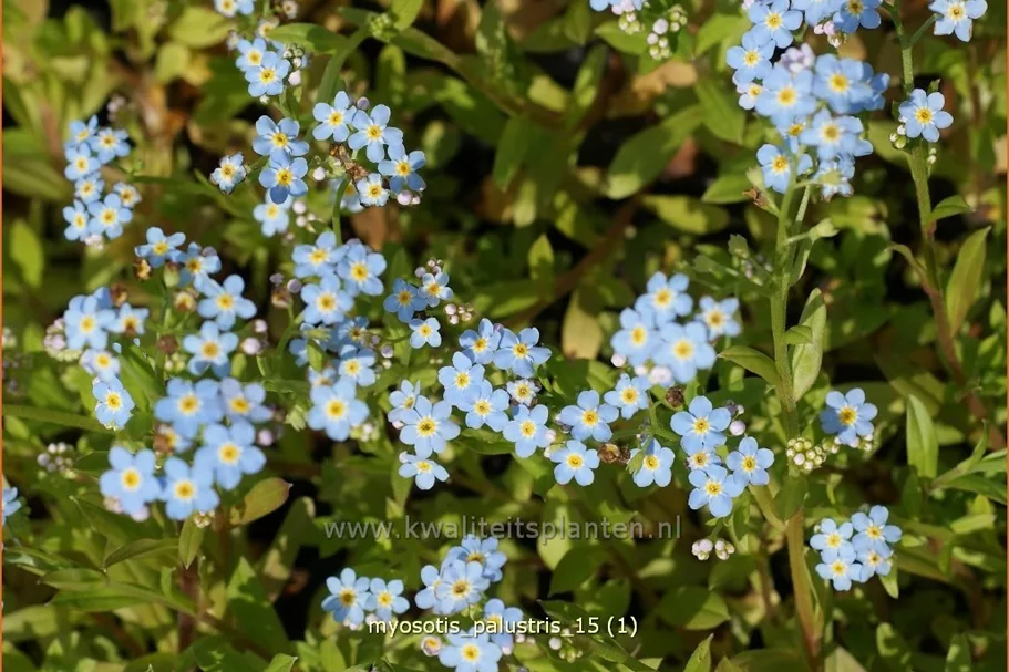 Myosotis palustris