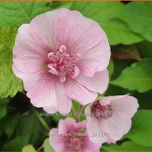 Malva 'Park Frieden'