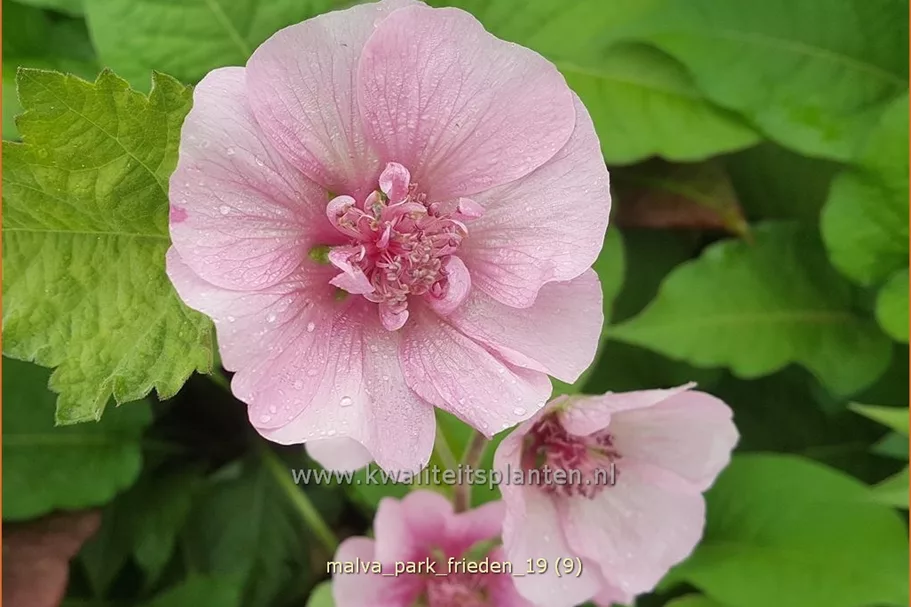 Malva 'Park Frieden'