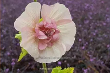 Malva 'Park Frieden'