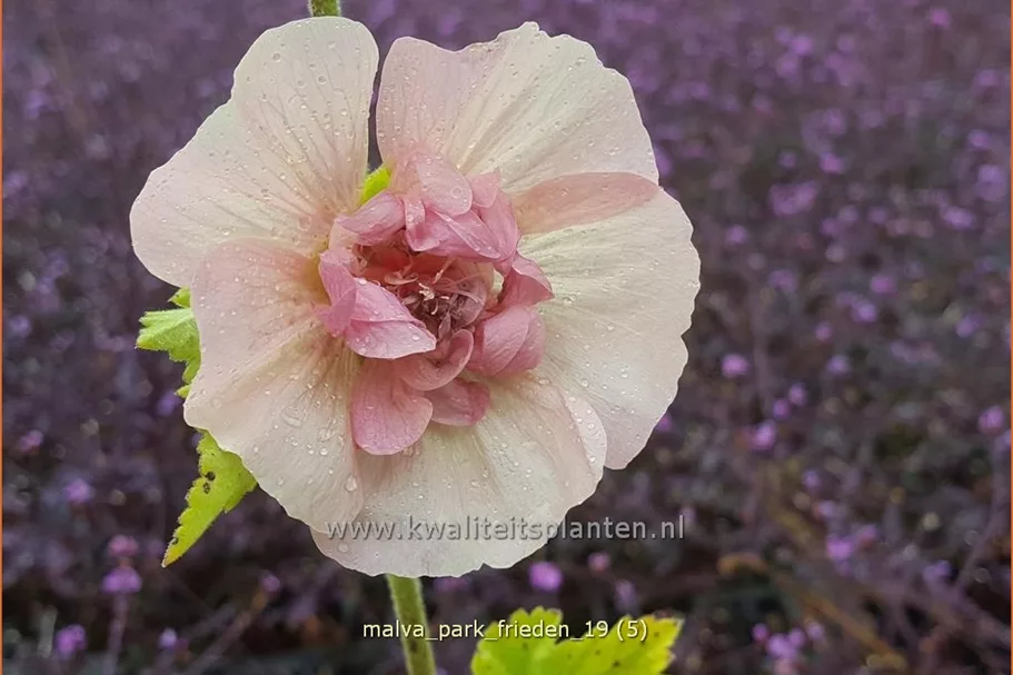 Malva 'Park Frieden'