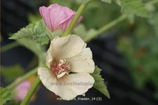 Malva 'Park Frieden'