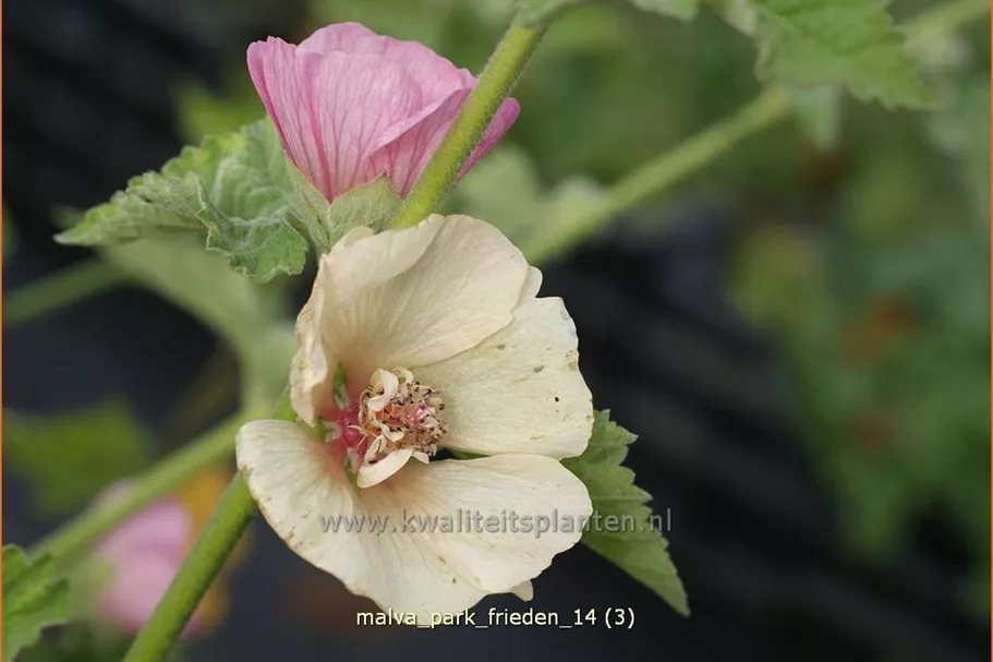 Malva 'Park Frieden'