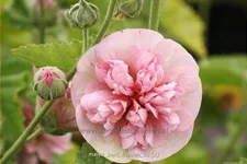 Malva 'Park Frieden'