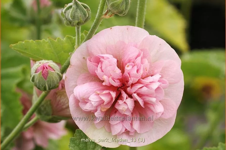Malva 'Park Frieden'