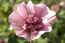 Malva 'Park Frieden'