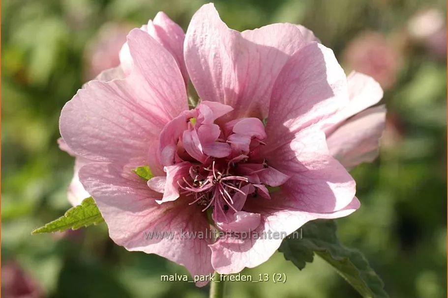 Malva 'Park Frieden'