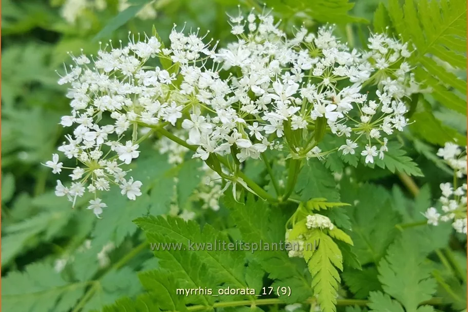 Myrrhis odorata