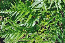 Molopospermum peloponnesiacum