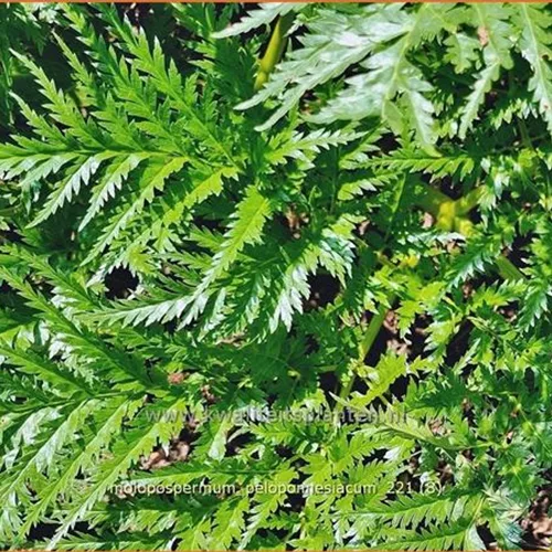 Molopospermum peloponnesiacum