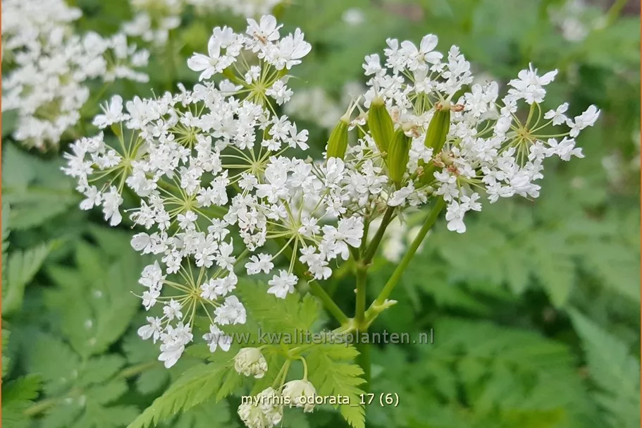Myrrhis odorata