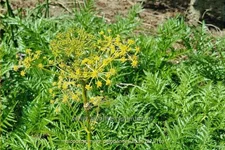 Molopospermum peloponnesiacum