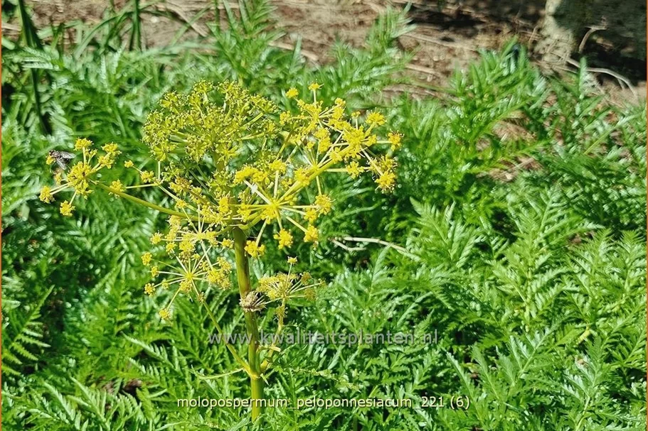 Molopospermum peloponnesiacum