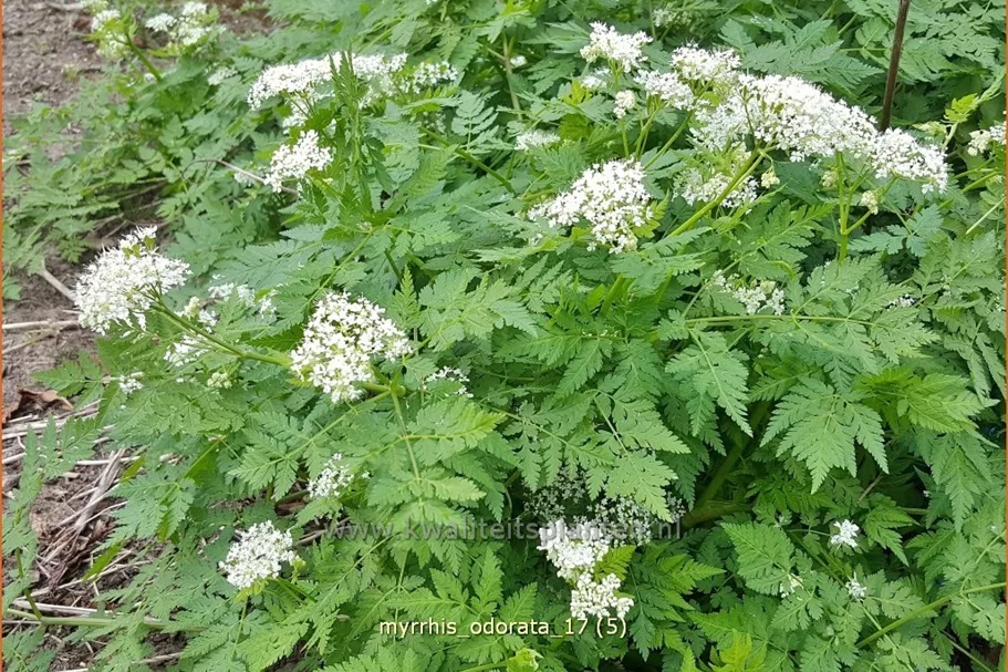 Myrrhis odorata
