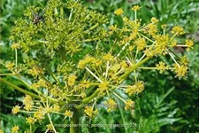 Molopospermum peloponnesiacum