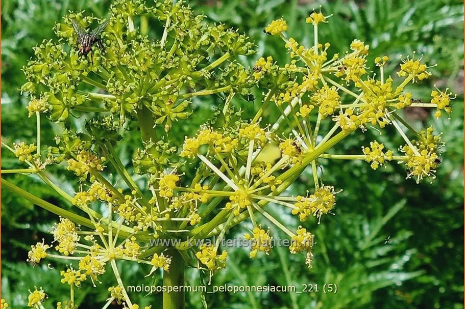 Molopospermum peloponnesiacum