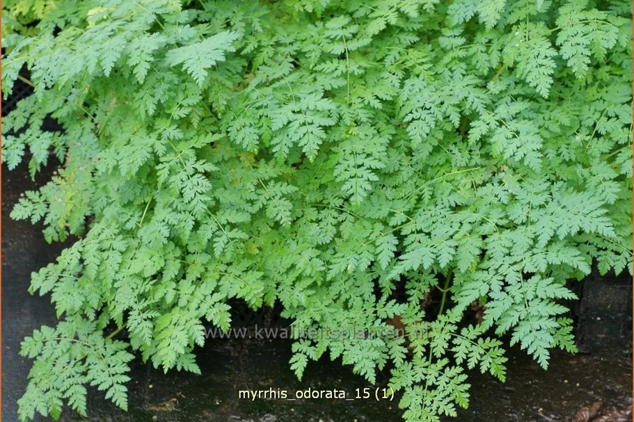Myrrhis odorata