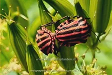 Molopospermum peloponnesiacum