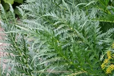 Molopospermum peloponnesiacum