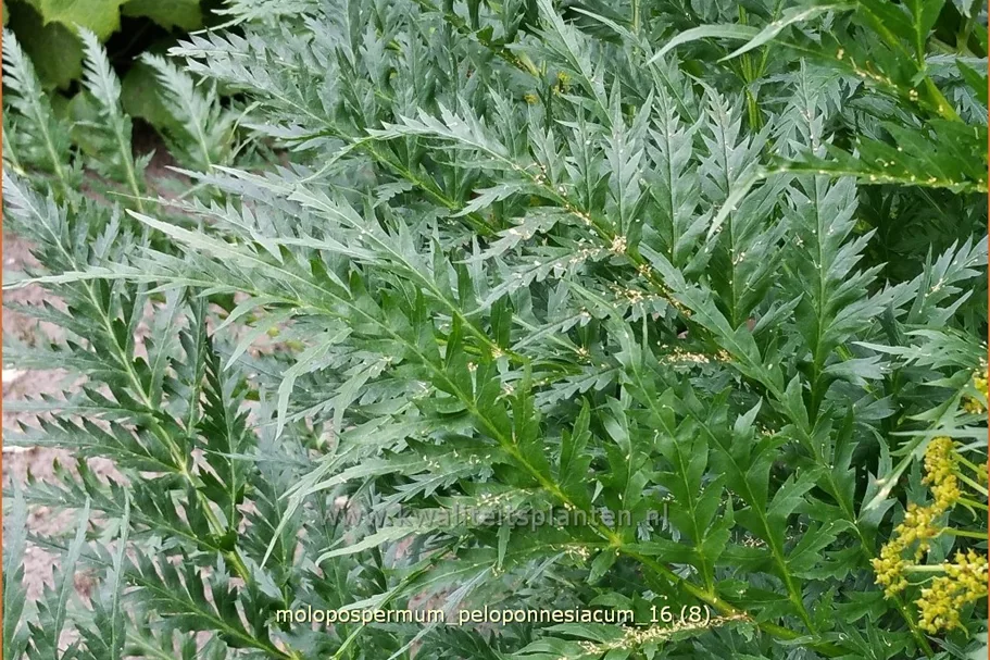 Molopospermum peloponnesiacum