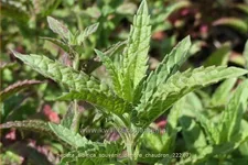 Nepeta sibirica 'Souvenir d'Andre Chaudron'