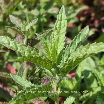 Nepeta sibirica 'Souvenir d'Andre Chaudron'