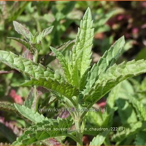 Nepeta sibirica 'Souvenir d'Andre Chaudron'