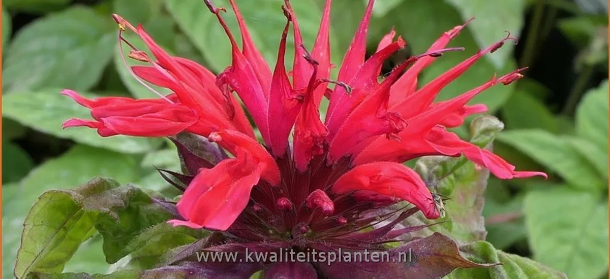 Monarda fistulosa 'Adam'