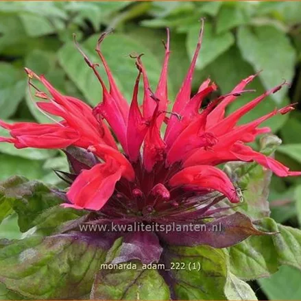Monarda fistulosa 'Adam'