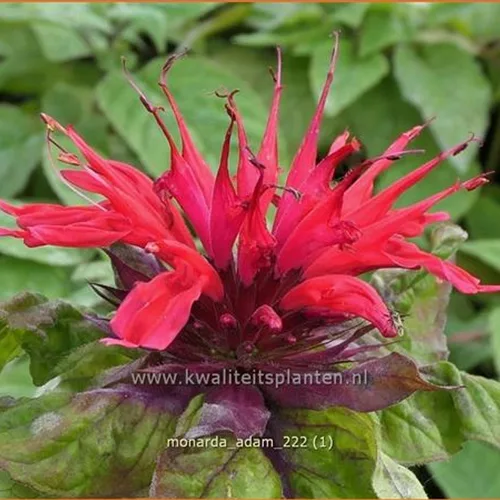 Monarda fistulosa 'Adam'