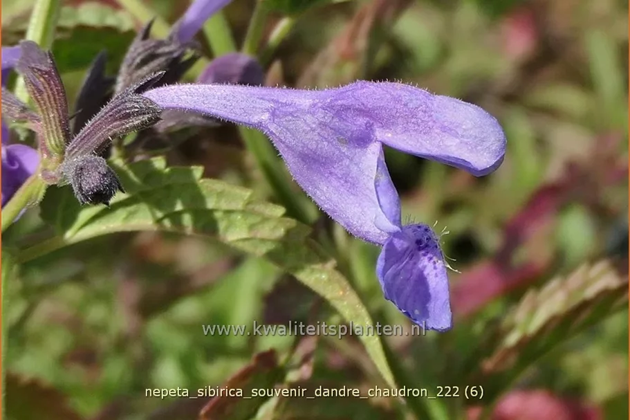 Nepeta sibirica 'Souvenir d'Andre Chaudron'
