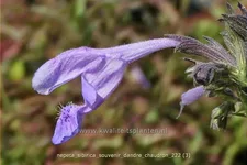 Nepeta sibirica 'Souvenir d'Andre Chaudron'