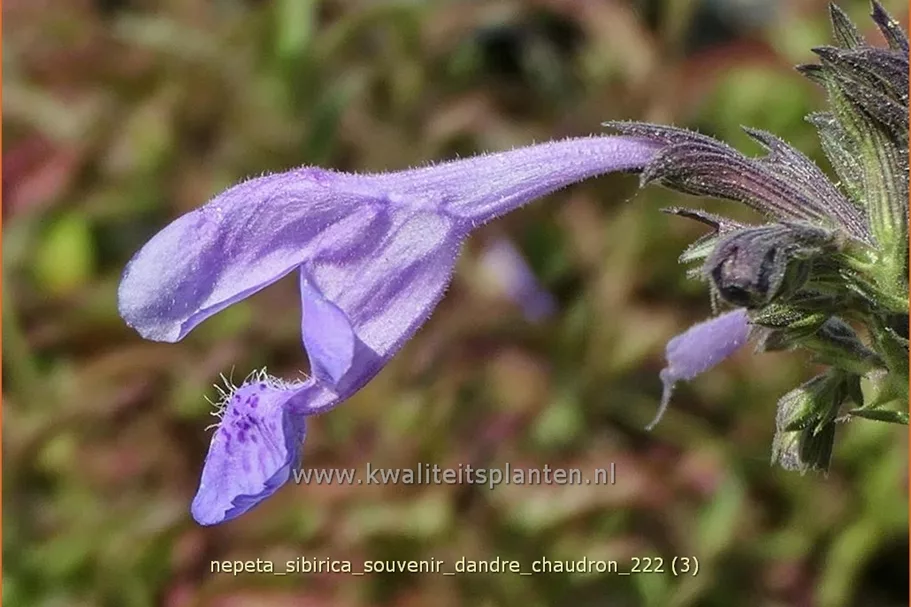 Nepeta sibirica 'Souvenir d'Andre Chaudron'