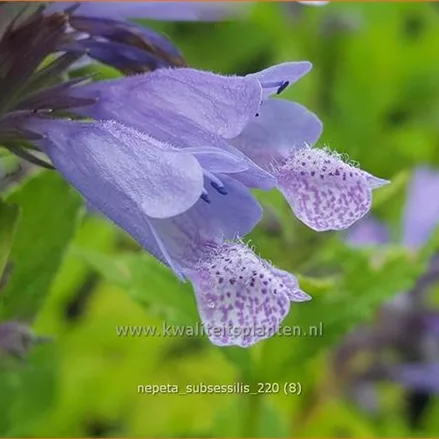 Nepeta subsessilis