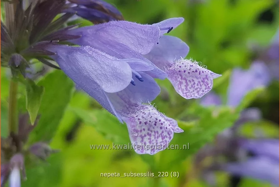 Nepeta subsessilis