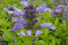Nepeta subsessilis