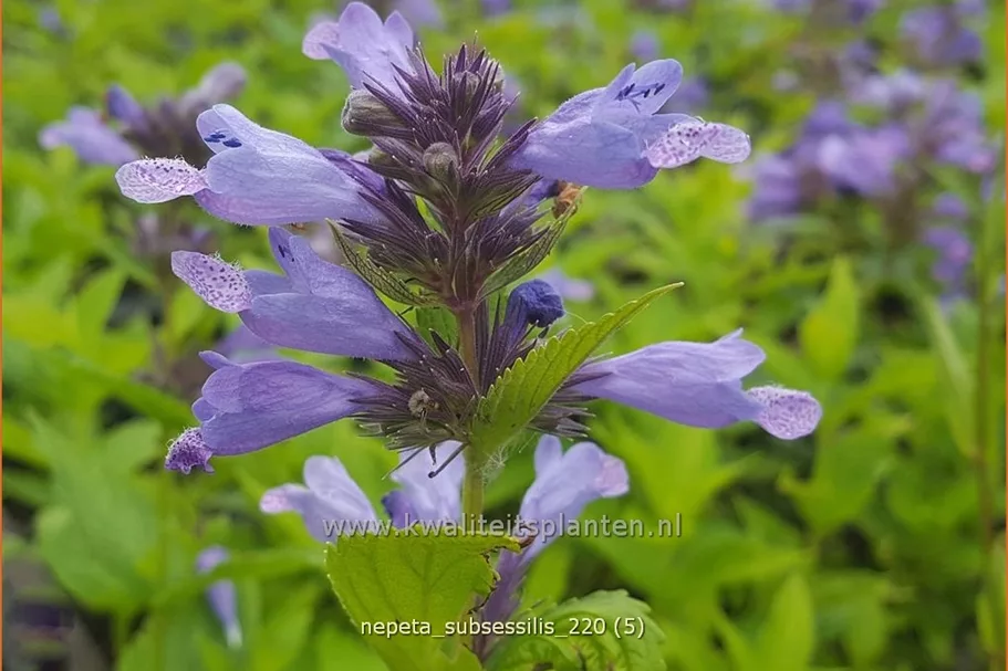 Nepeta subsessilis