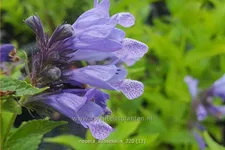Nepeta subsessilis
