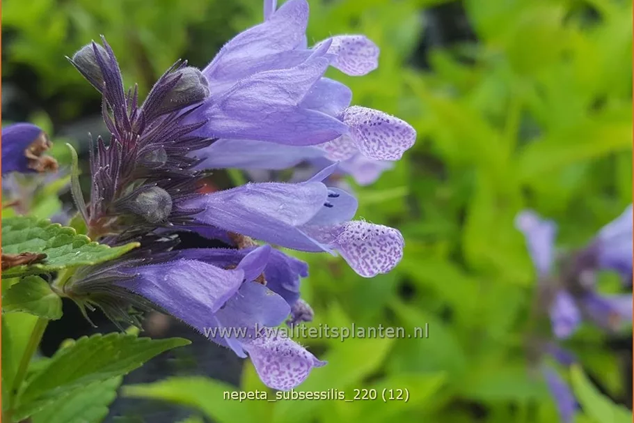 Nepeta subsessilis
