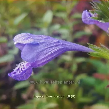 Nepeta yunnanensis 'Blue Dragon'