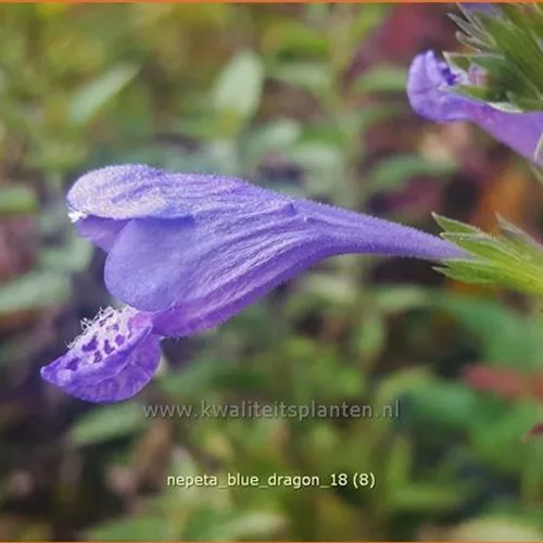 Nepeta yunnanensis 'Blue Dragon'